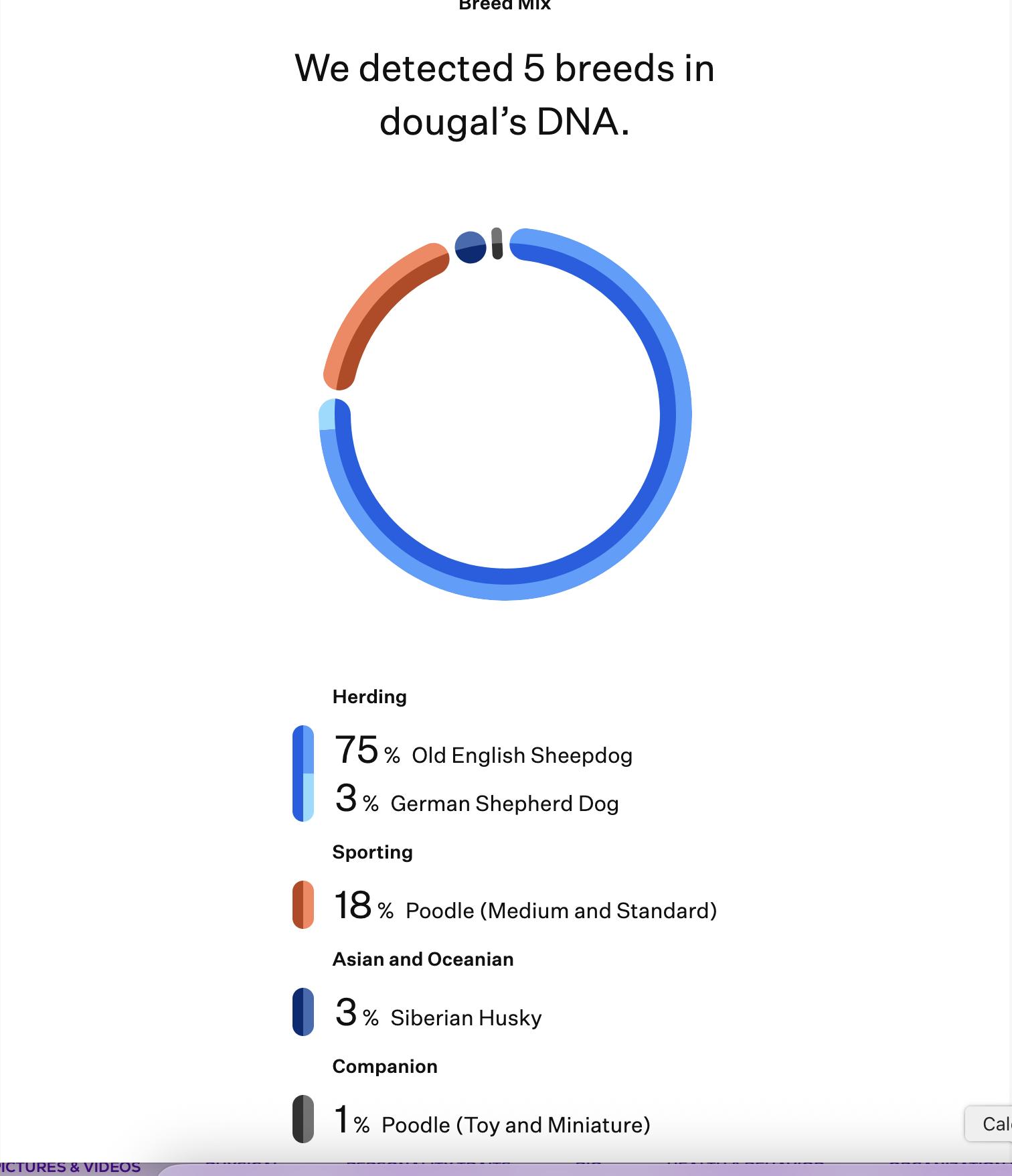 DOUGAL, a ADOPTABLE mixed breed in arlington, TN image 6/6