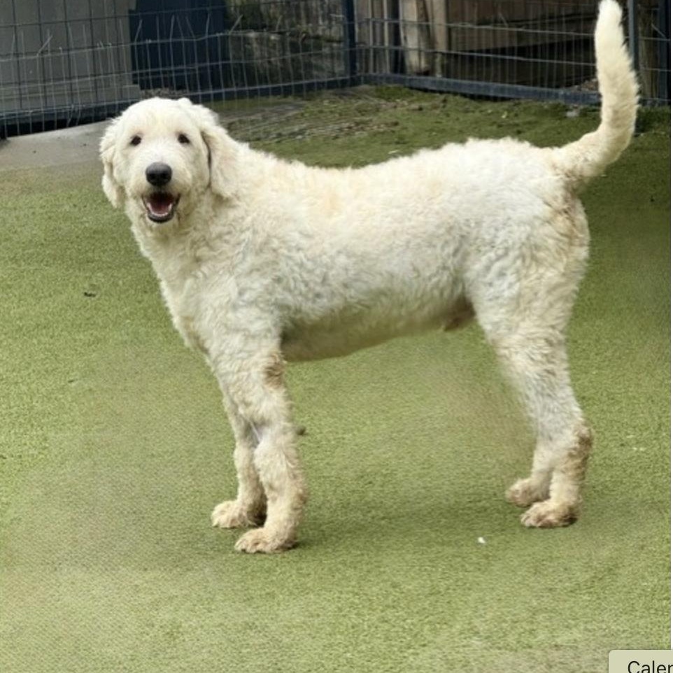 DOUGAL, a ADOPTABLE mixed breed in arlington, TN image 2/6