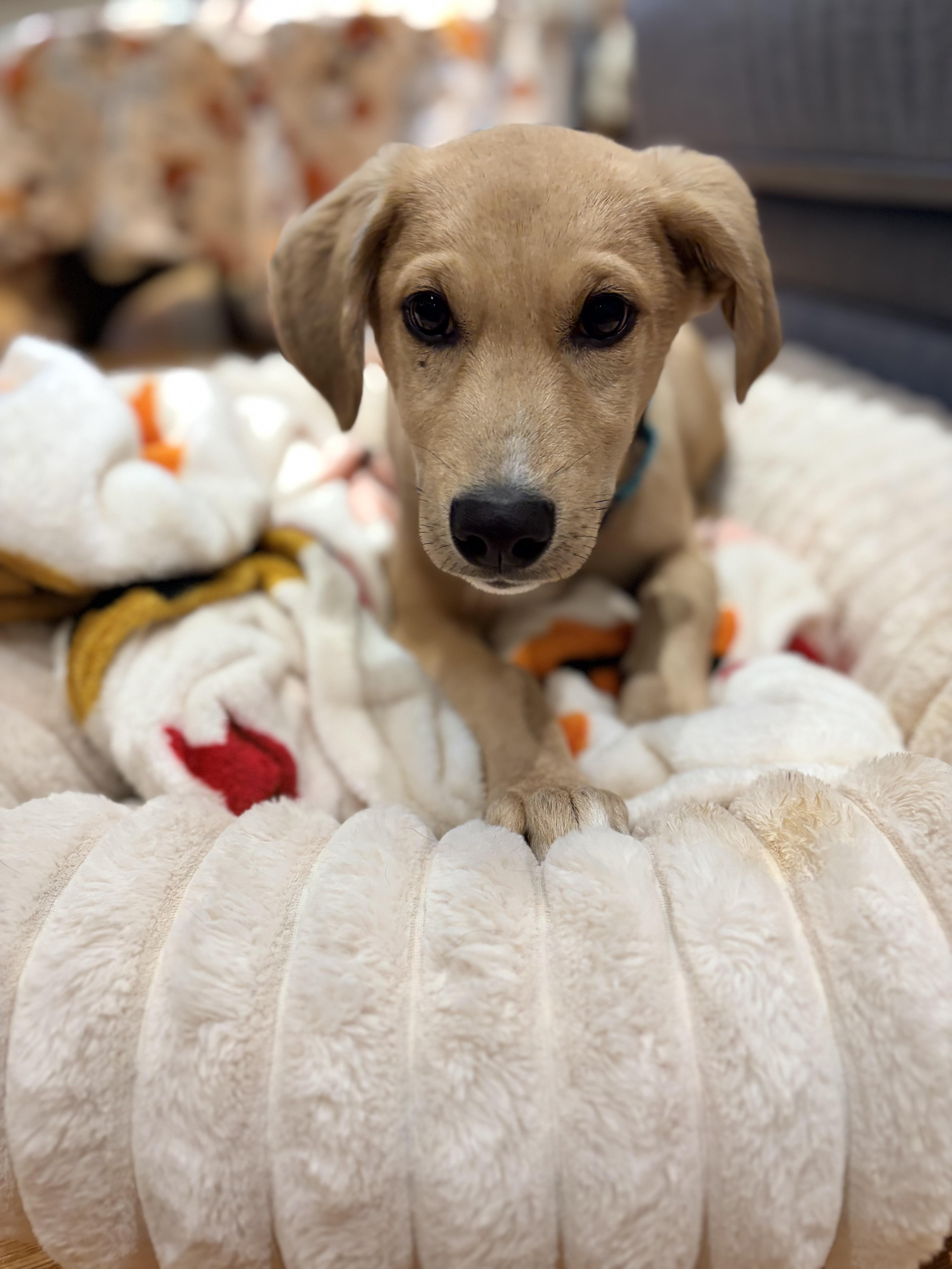Enlarge Grizzly, a Adoptable mixed breed in Chatham, NJ image 4/5