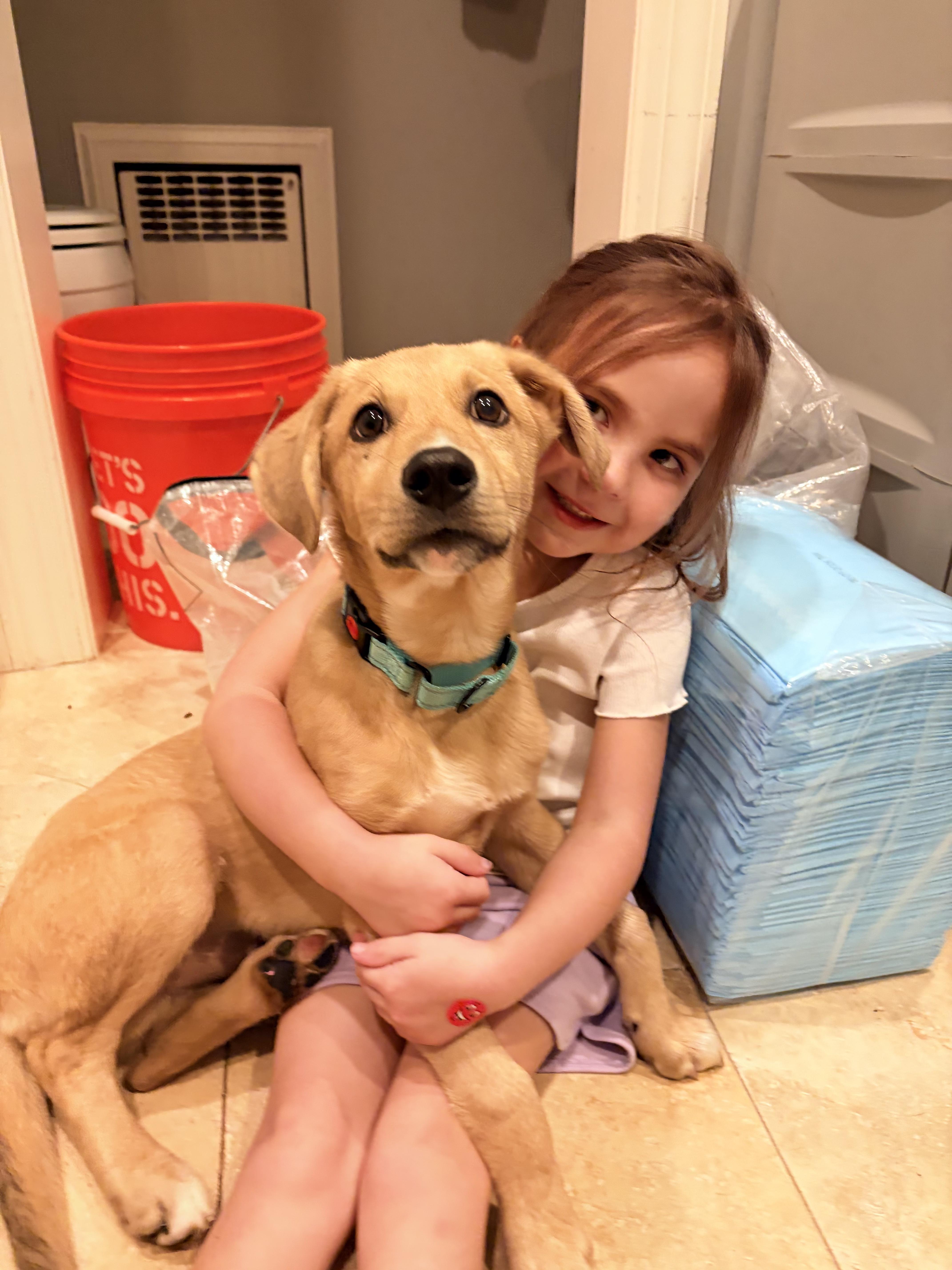 Enlarge Grizzly, a Adoptable mixed breed in Chatham, NJ image 3/5
