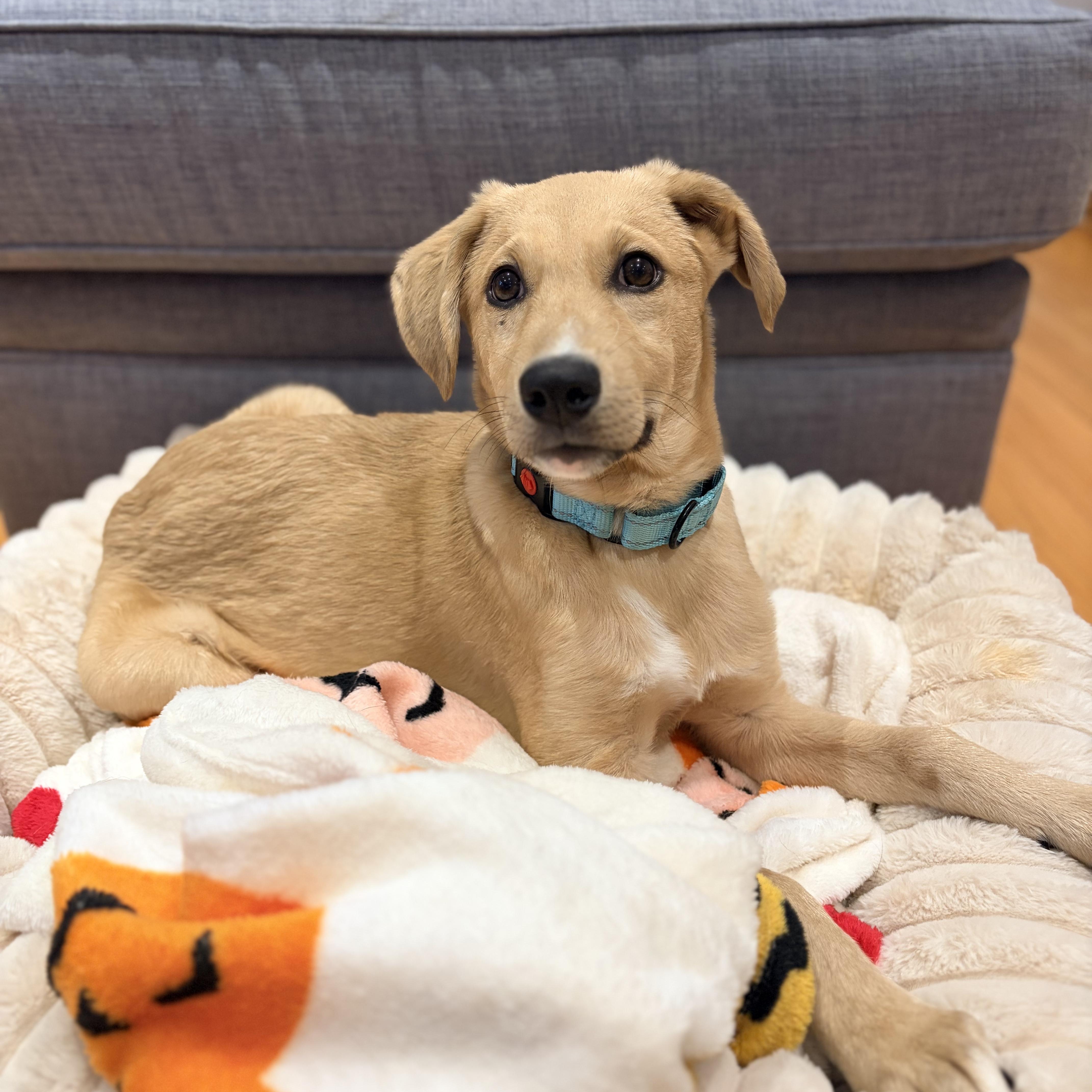 Enlarge Grizzly, a Adoptable mixed breed in Chatham, NJ image 1/5