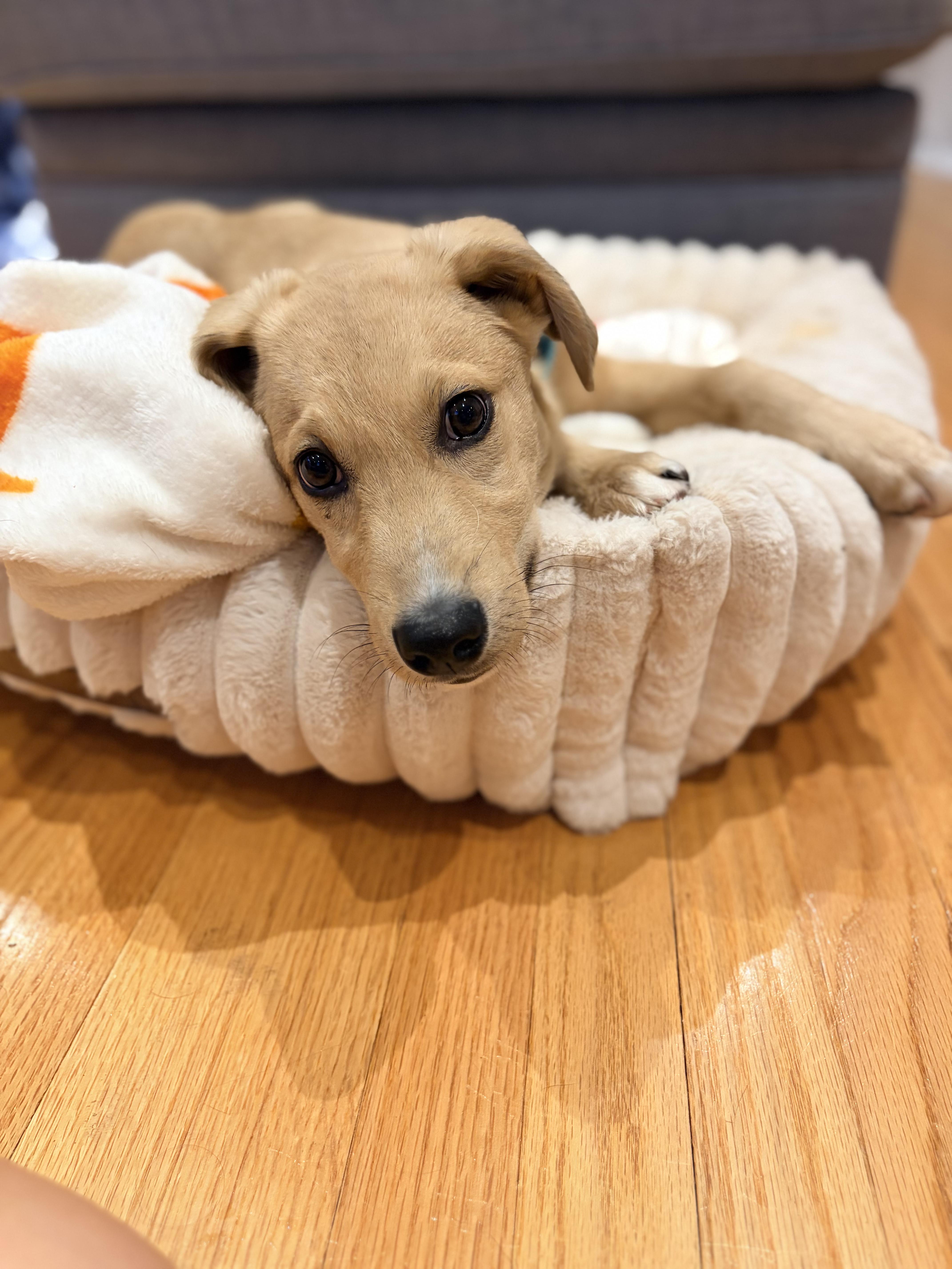 Enlarge Grizzly, a Adoptable mixed breed in Chatham, NJ image 2/5