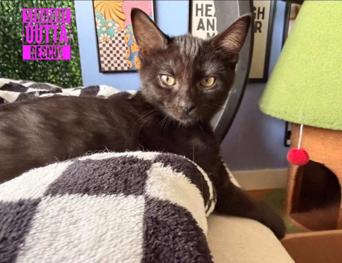 Enlarge Friggy, a Adoptable Domestic Short Hair in Vancouver, BC image 1/4