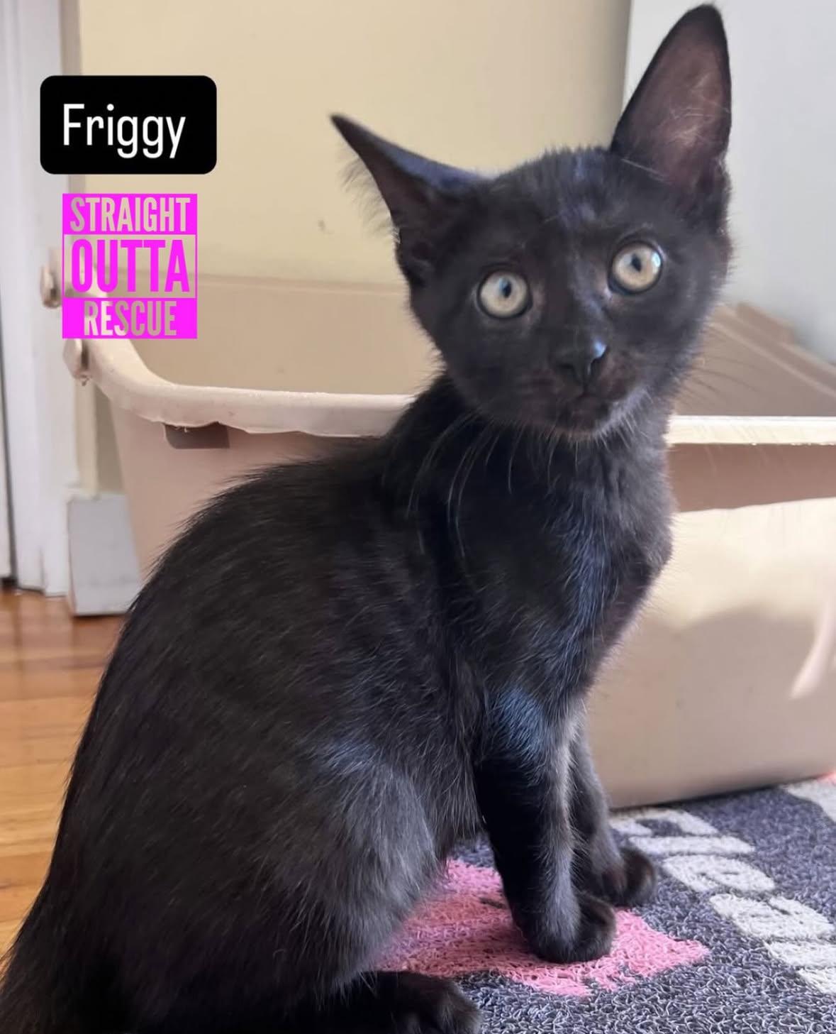 Enlarge Friggy, a Adoptable Domestic Short Hair in Vancouver, BC image 2/4