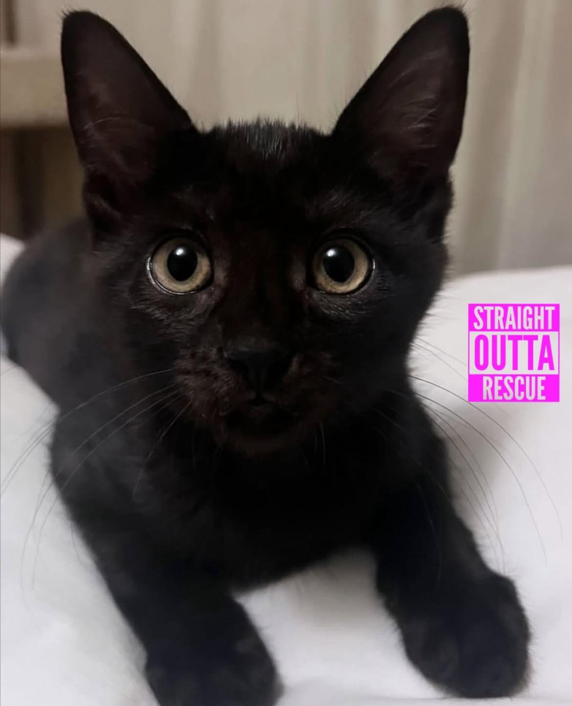 Enlarge Friggy, a Adoptable Domestic Short Hair in Vancouver, BC image 3/4