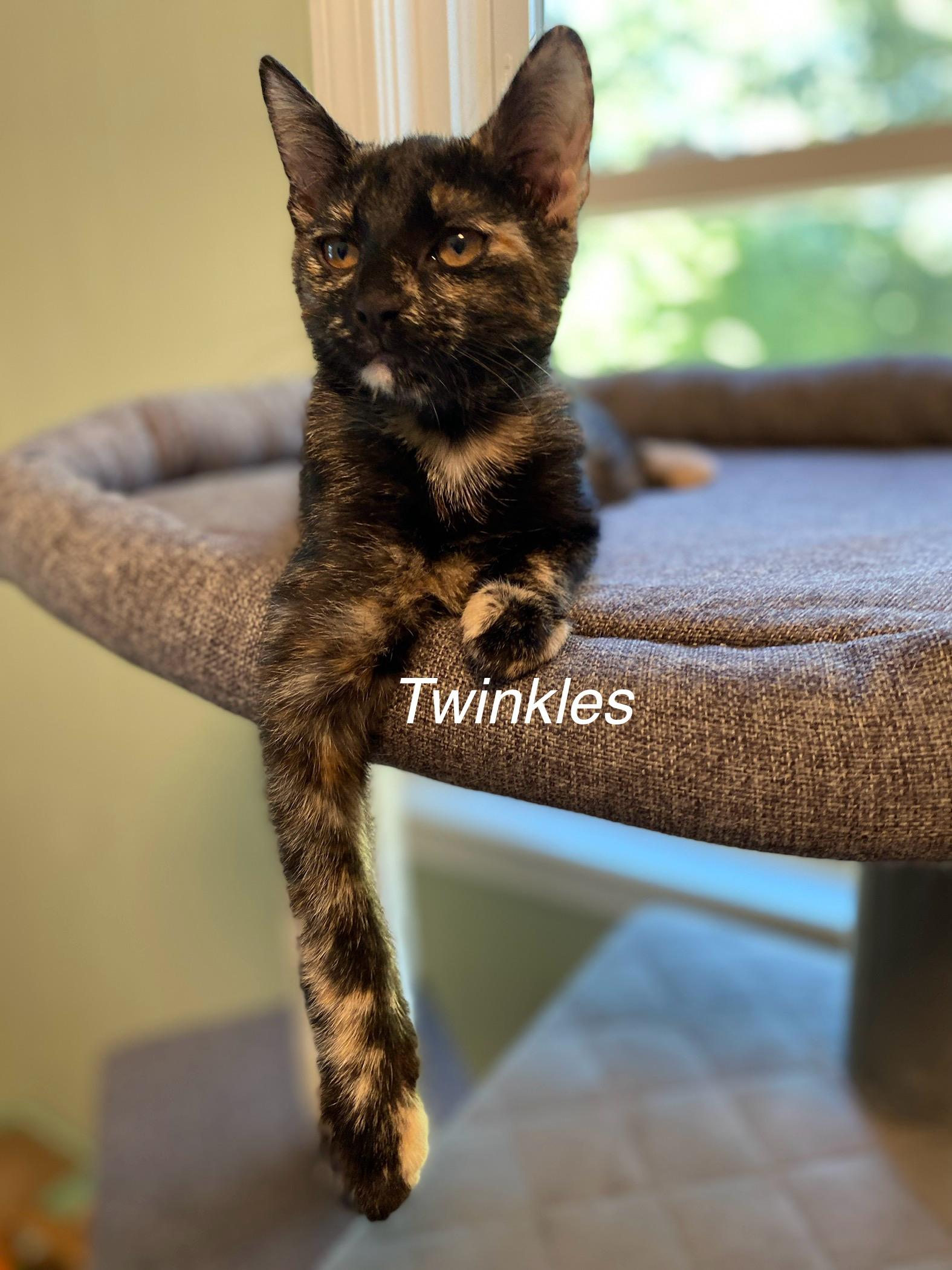 Enlarge Twinkles, a Adopted Tortoiseshell in Medway, MA image 2/2