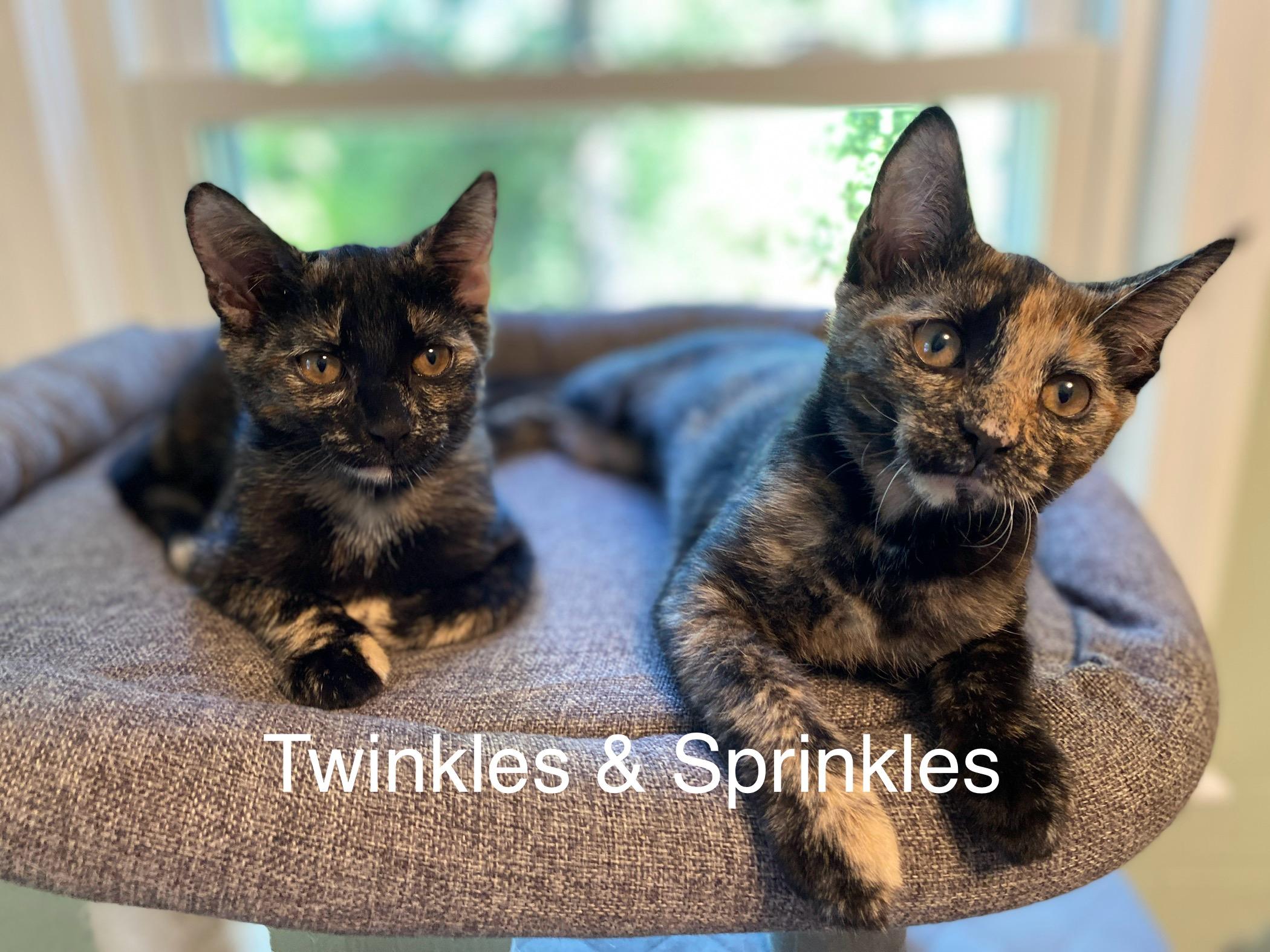 Twinkles, Adopted, Kitten Female Tortoiseshell.