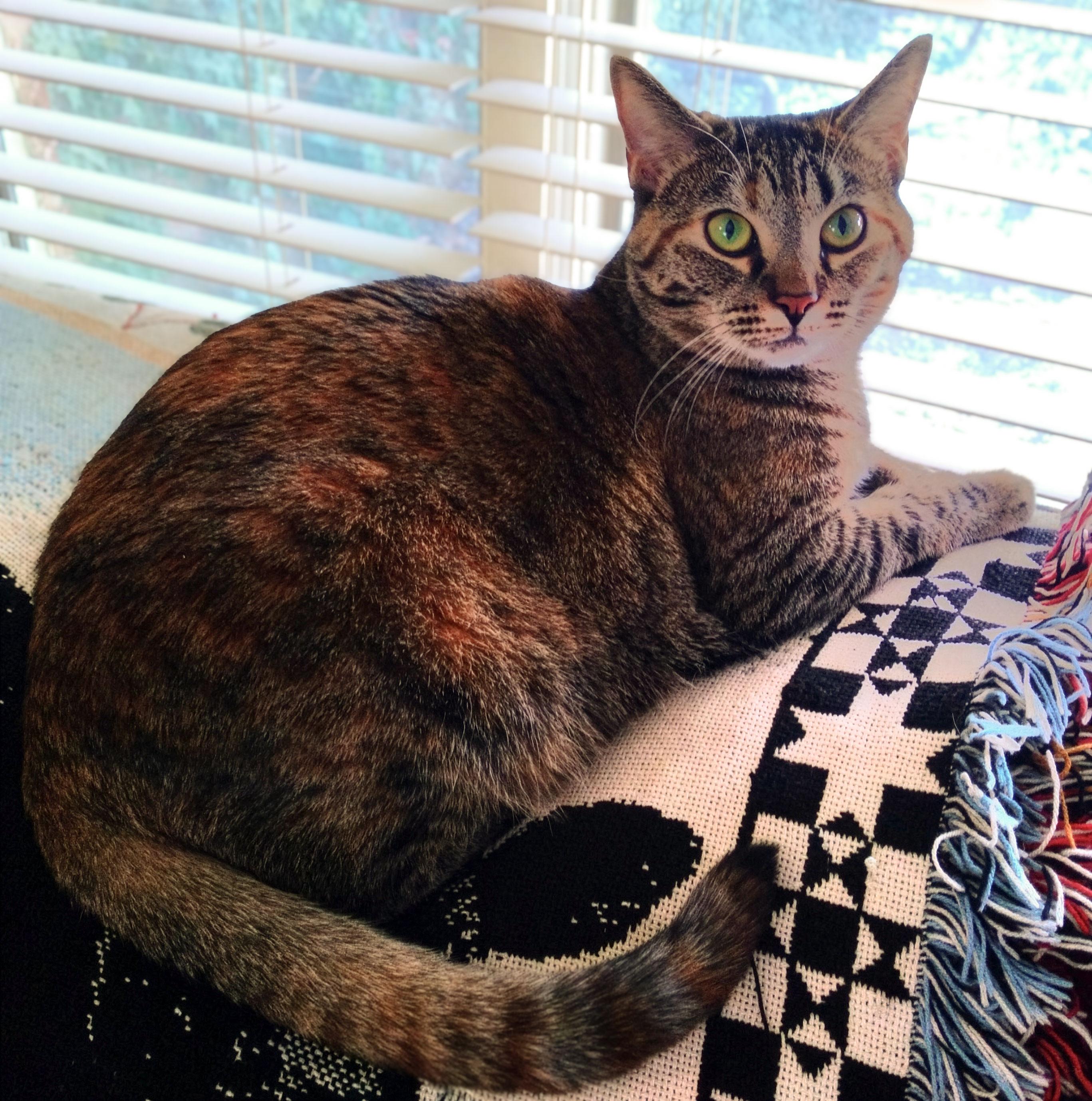 Biscotti — thumbnail 3