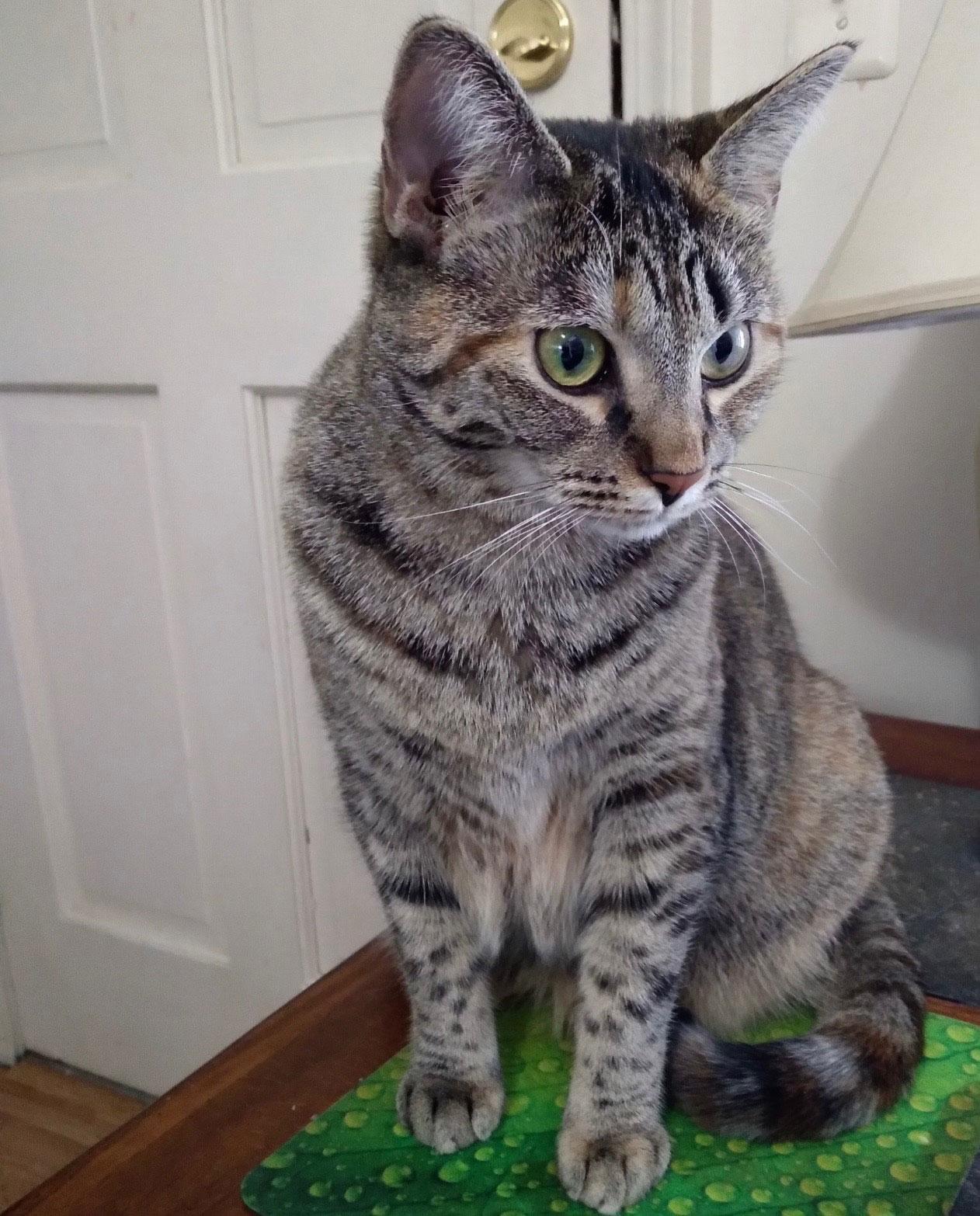 Biscotti — thumbnail 4