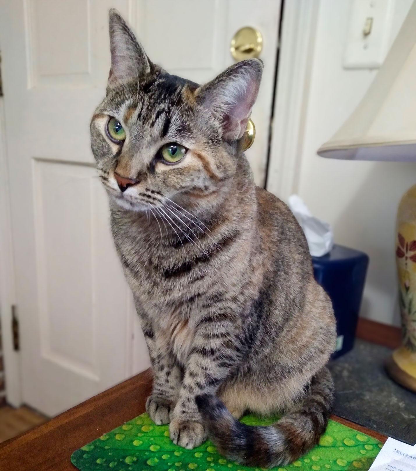 Biscotti — thumbnail 5