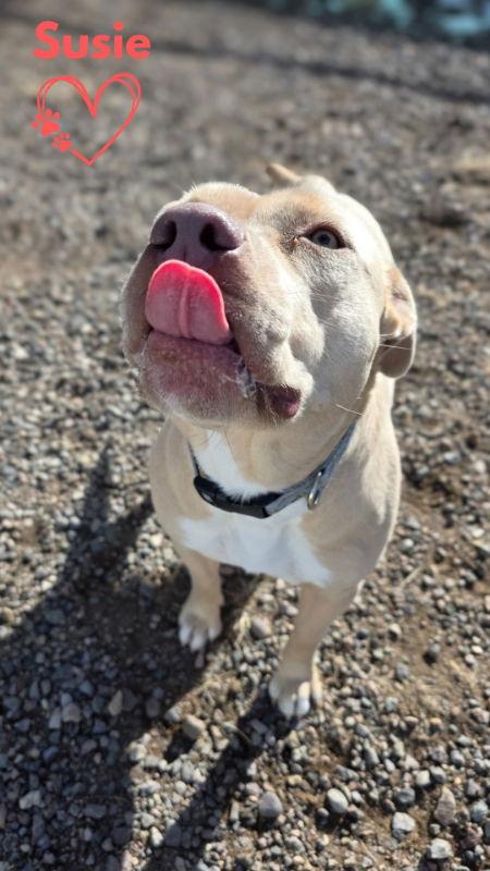Susie, Adoptable, Adult Female Pit Bull Terrier & Pit Bull Terrier.