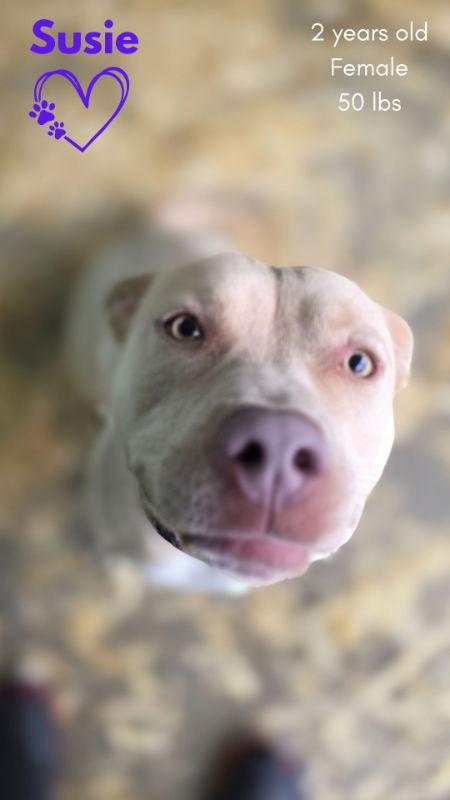 Enlarge Susie, a Adoptable mixed breed in Monte Vista, CO image 2/3