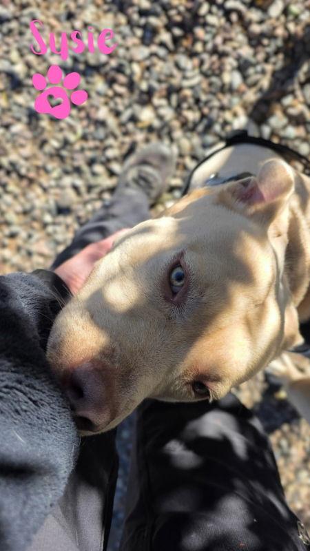 Susie, Adoptable, Adult Female Pit Bull Terrier & Pit Bull Terrier.