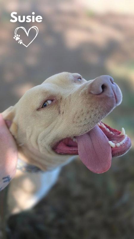 Enlarge Susie, a Adoptable mixed breed in Monte Vista, CO image 1/3