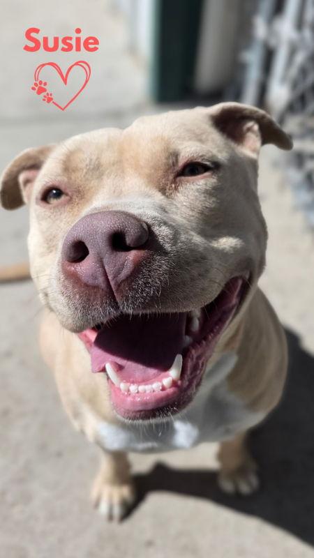 Susie, Adoptable, Adult Female Pit Bull Terrier & Pit Bull Terrier.