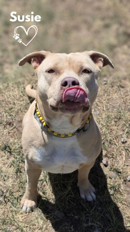 Enlarge Susie, a Adoptable mixed breed in Monte Vista, CO image 3/3