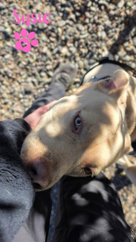Susie, a Adoptable mixed breed in Monte Vista, CO image 2/3