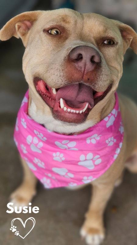 Susie, a Adoptable mixed breed in Monte Vista, CO image 3/3