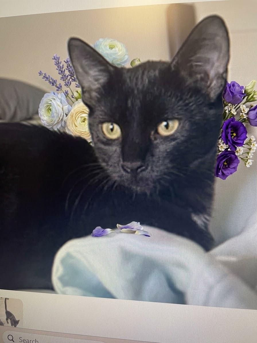 PiePie (and see Kowboy), Adoptable, Kitten Female Domestic Short Hair.