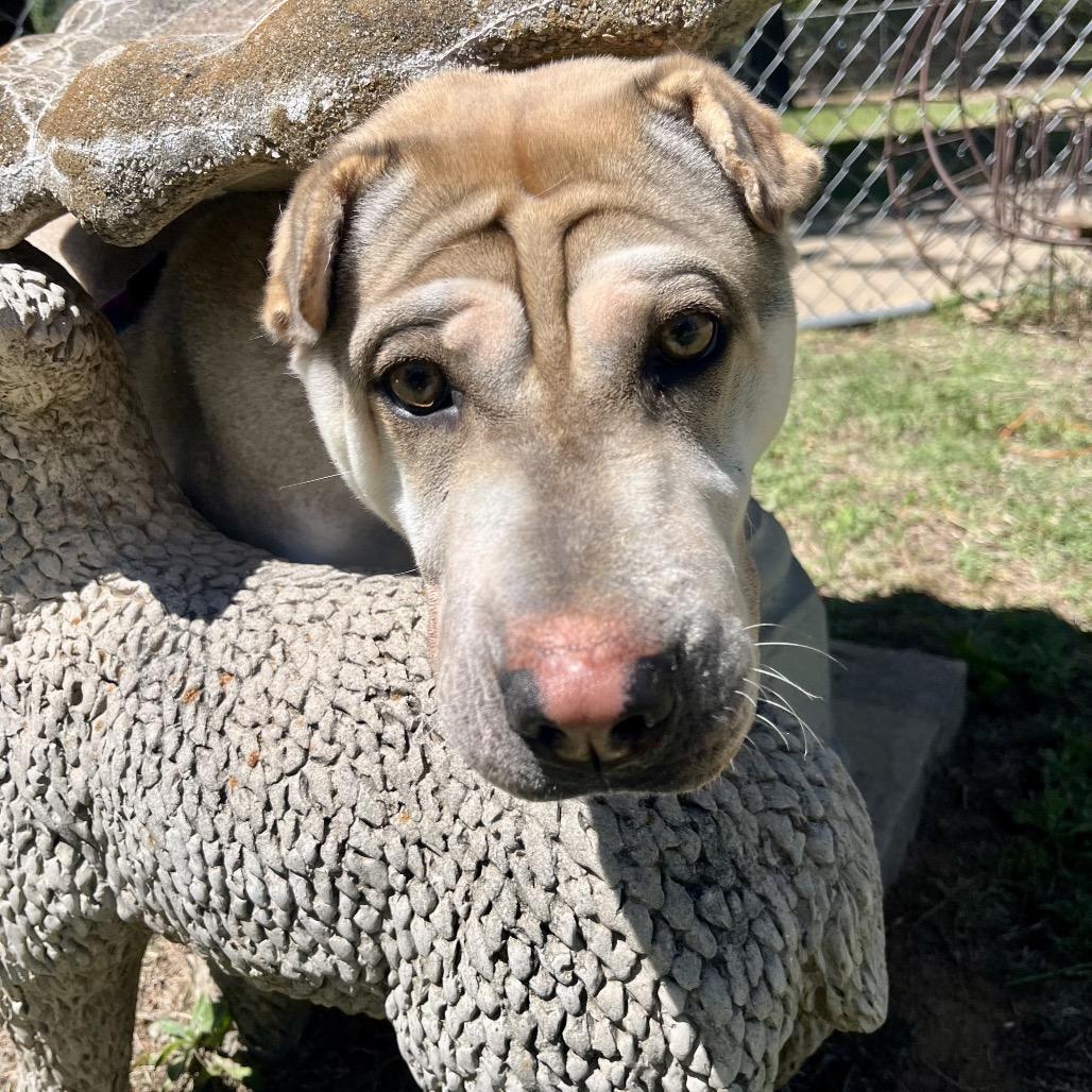 Marcy, a Adoptable mixed breed in Palestine, TX image 1/4