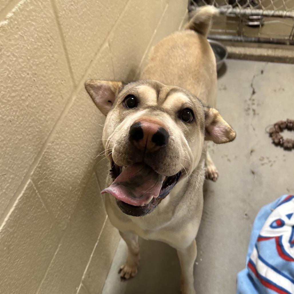 Enlarge Marcy, a Adoptable mixed breed in Palestine, TX image 1/1