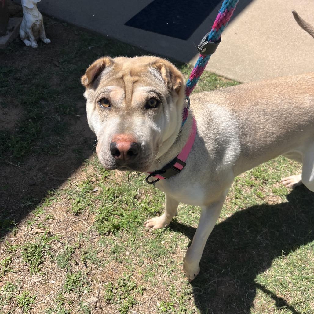 Marcy, a Adoptable mixed breed in Palestine, TX image 3/4