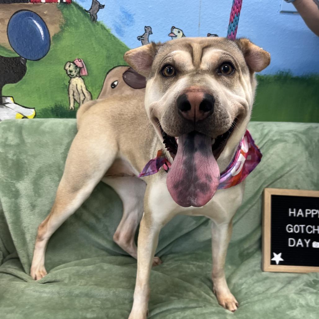 Marcy, a Adoptable mixed breed in Palestine, TX image 4/4