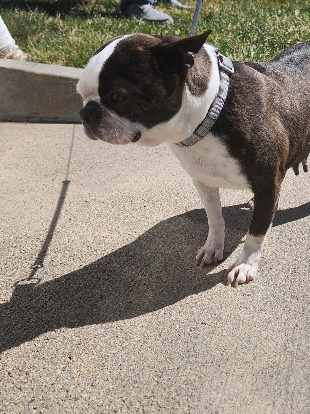 Enlarge Jean in NE, a ADOPTABLE Boston Terrier in Elkhorn, NE image 4/4