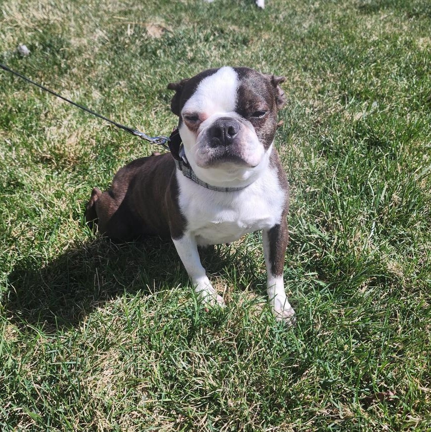 Enlarge Jean in NE, a ADOPTABLE Boston Terrier in Elkhorn, NE image 1/4