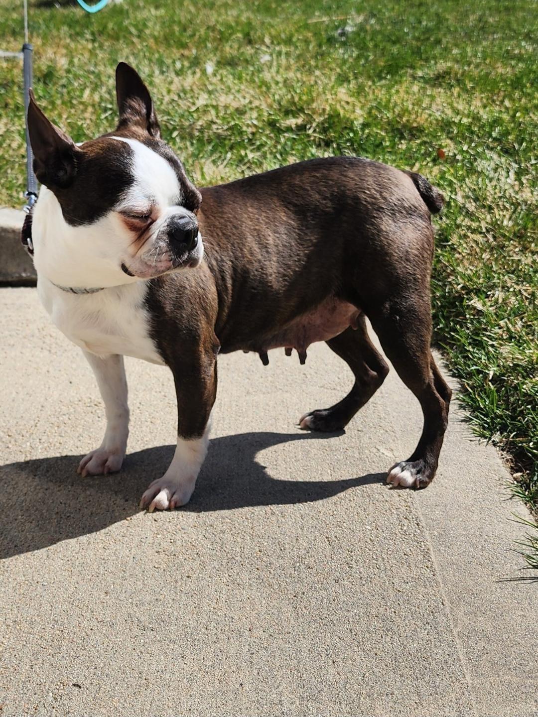 Enlarge Jean in NE, a ADOPTABLE Boston Terrier in Elkhorn, NE image 2/4