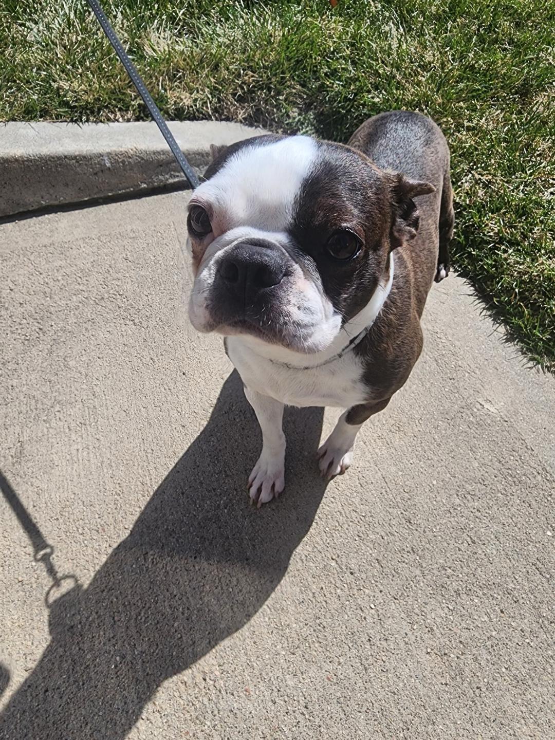 Enlarge Jean in NE, a ADOPTABLE Boston Terrier in Elkhorn, NE image 3/4
