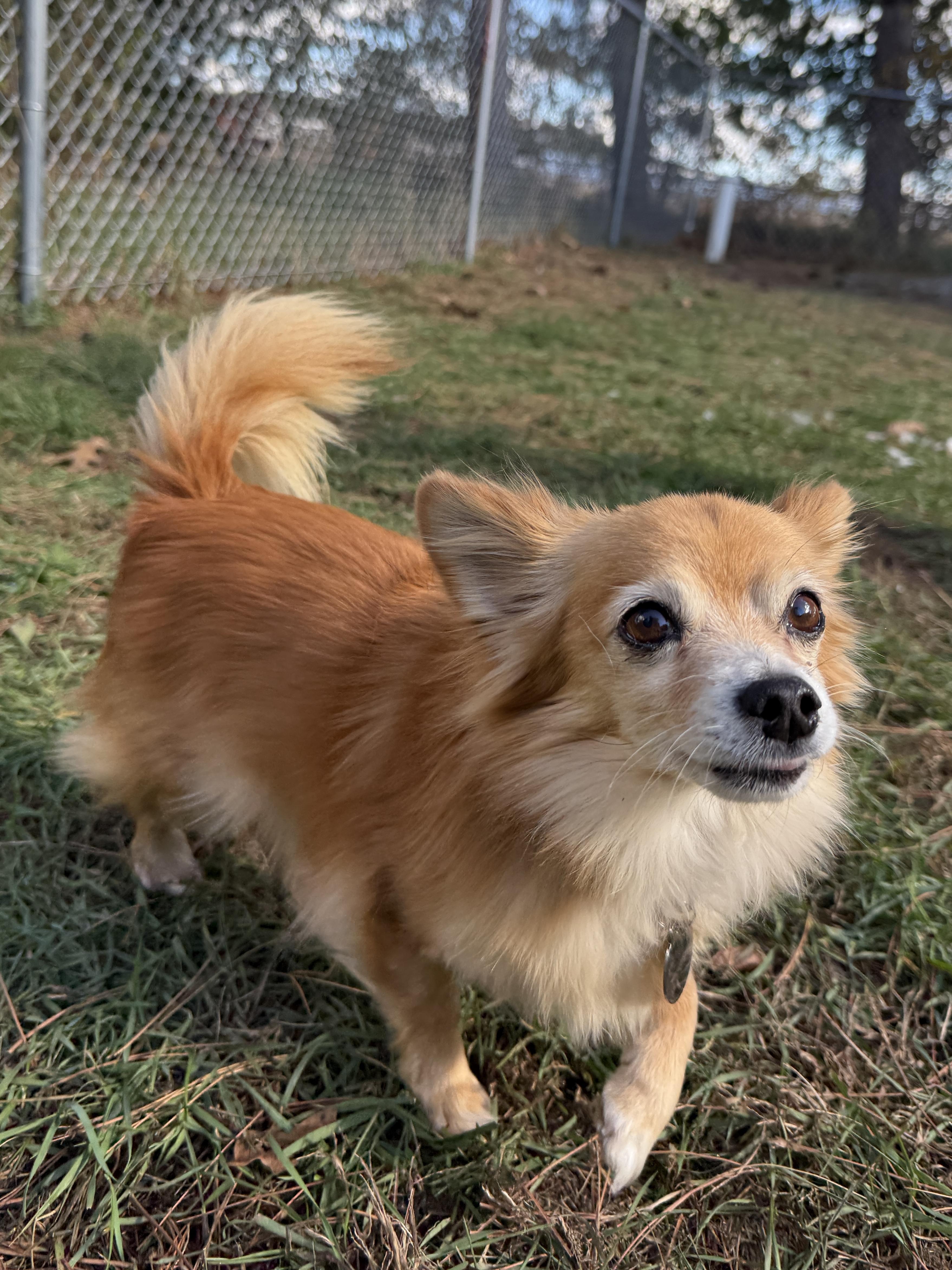 Enlarge Rusty, a Adoptable mixed breed in Wautoma, WI image 4/4