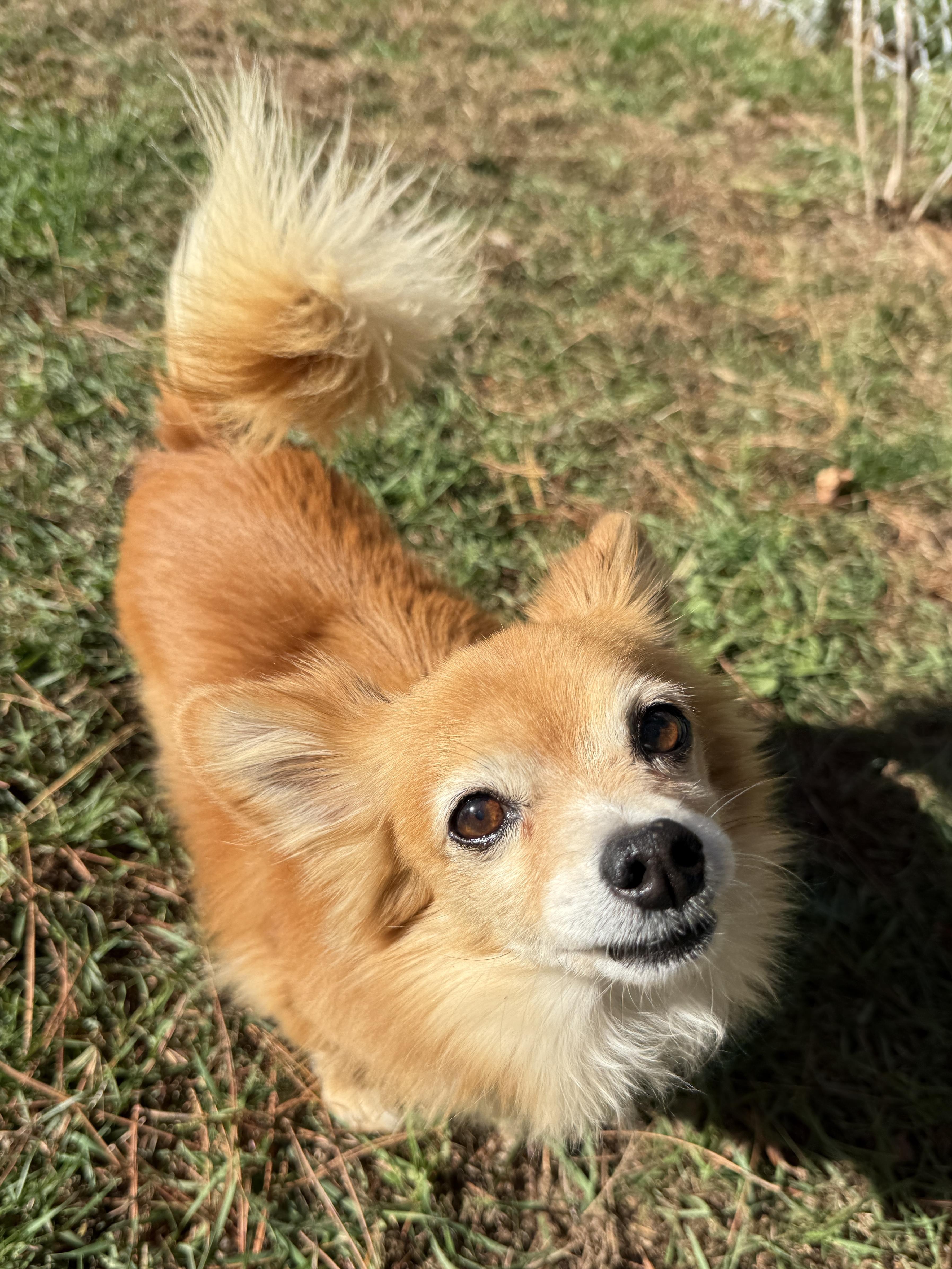 Enlarge Rusty, a Adoptable mixed breed in Wautoma, WI image 3/4