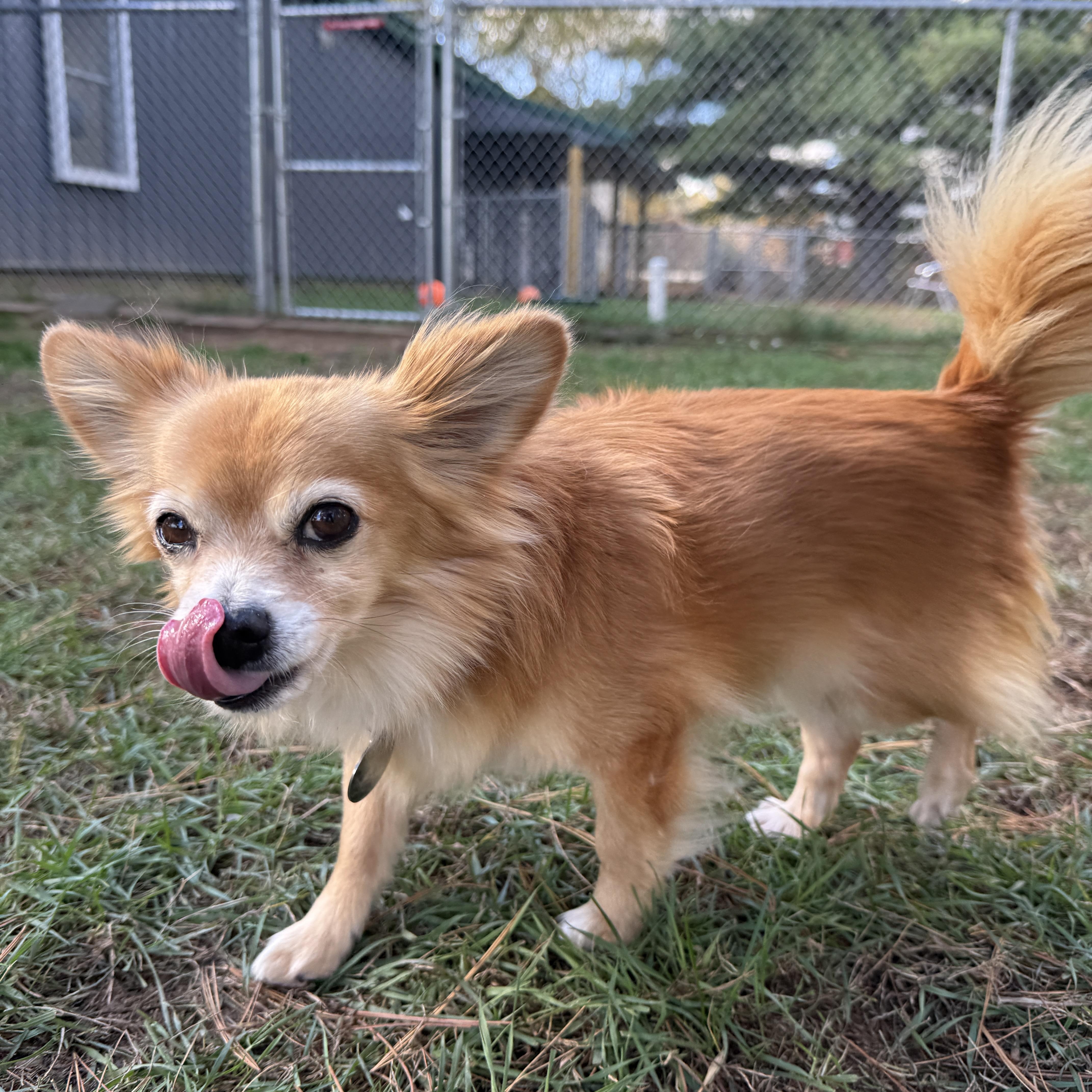 Enlarge Rusty, a Adoptable mixed breed in Wautoma, WI image 2/4