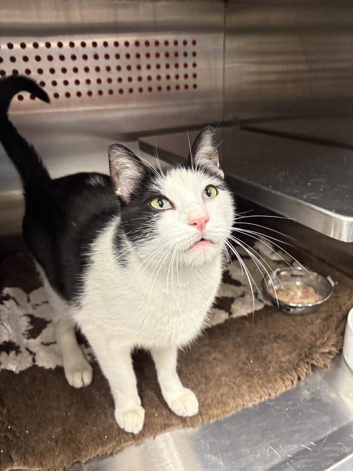 Enlarge Kevin, an adopted Domestic Short Hair in Lakewood, CO image 2/6