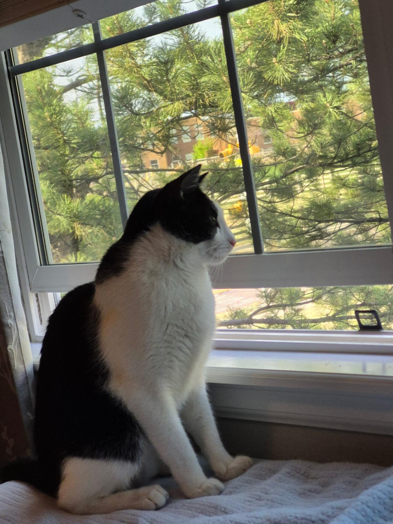 Enlarge Kevin, an adopted Domestic Short Hair in Lakewood, CO image 6/6