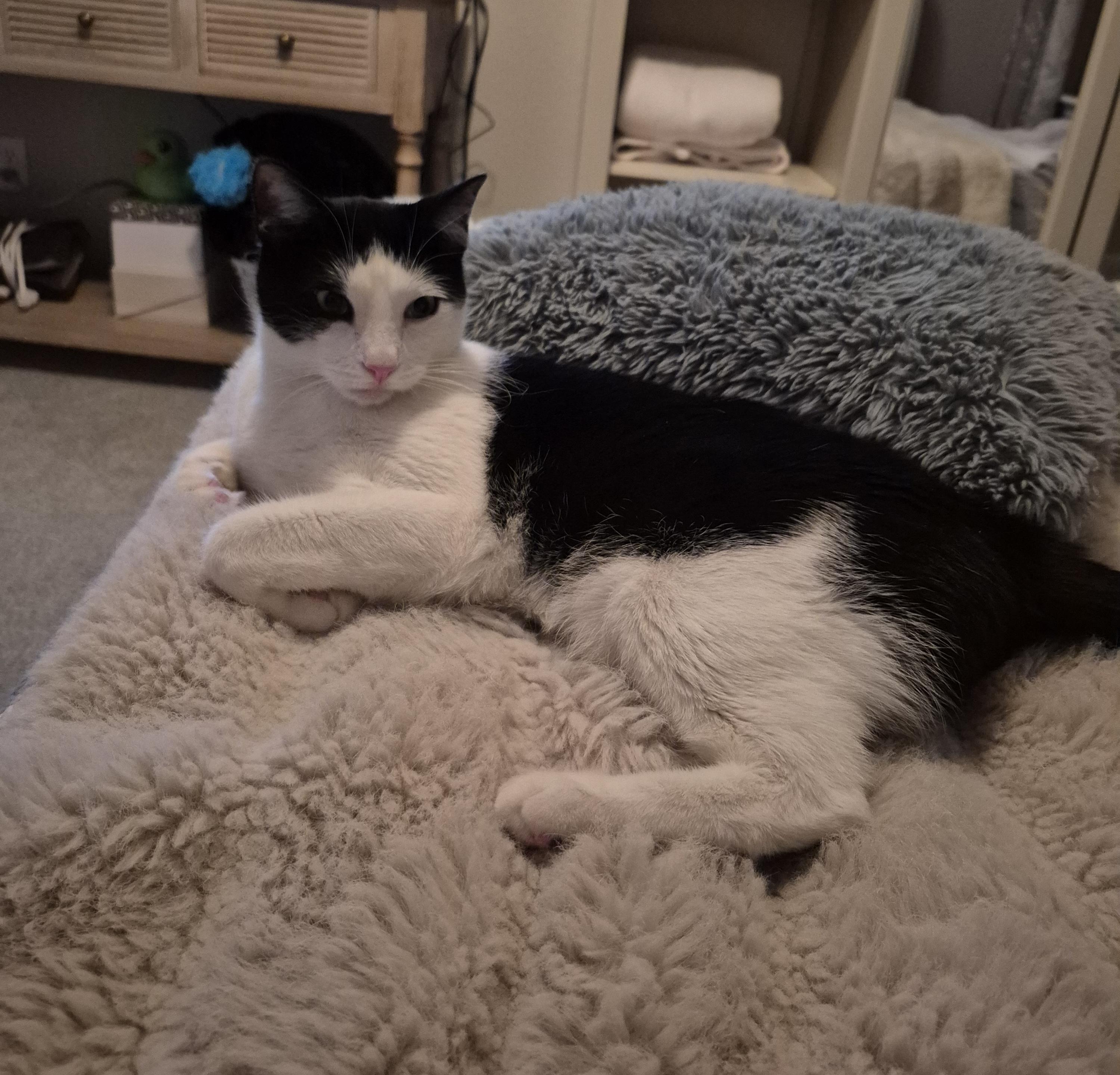 Enlarge Kevin, an adopted Domestic Short Hair in Lakewood, CO image 3/6