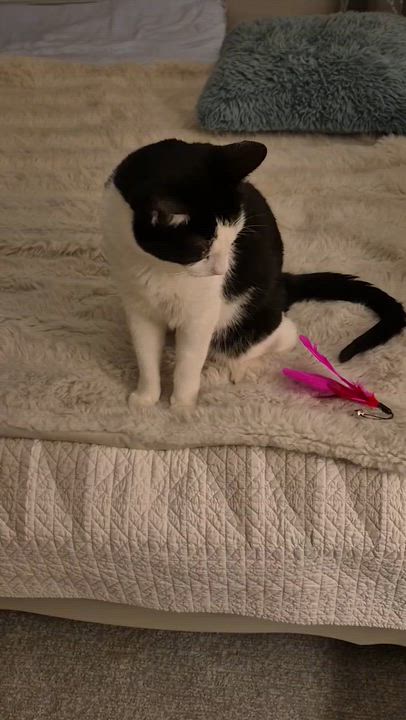 Enlarge Kevin, an adopted Domestic Short Hair in Lakewood, CO video 4/6