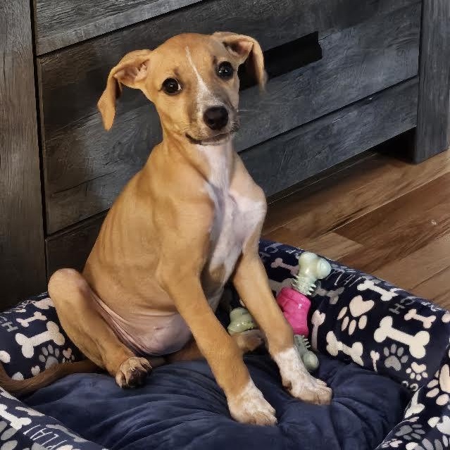 Enlarge Minzi, a Adoptable mixed breed in Midlothian, VA image 1/3