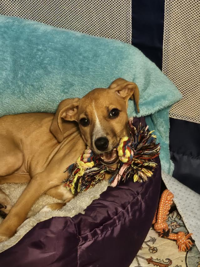 Enlarge Minzi, a Adoptable mixed breed in Midlothian, VA image 2/3