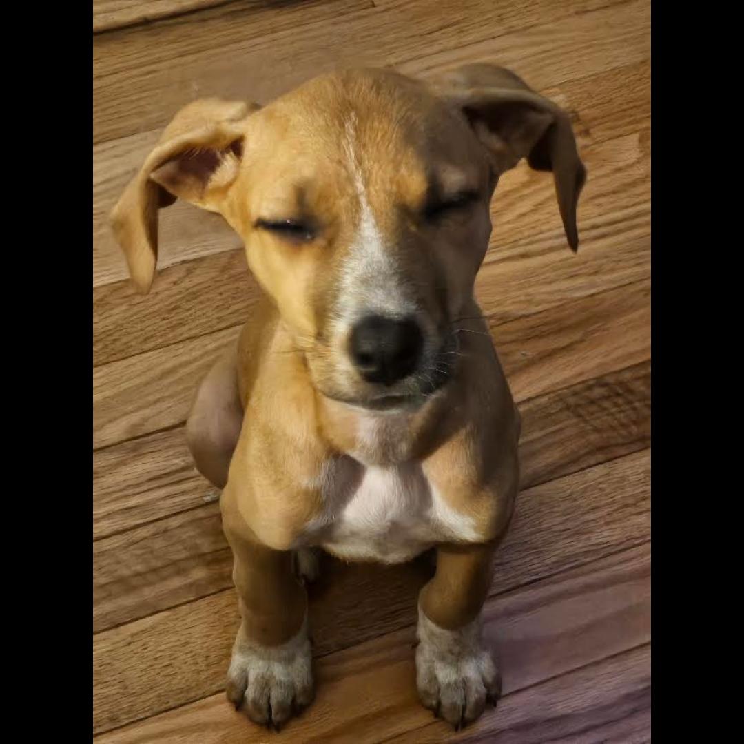 Enlarge Minzi, a Adoptable mixed breed in Midlothian, VA image 3/3