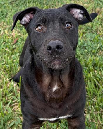 Asher, ADOPTABLE, Young Male Labrador Retriever & Shar-Pei.