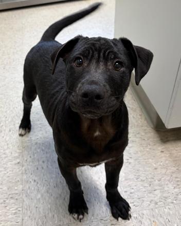 Enlarge Asher, a ADOPTABLE mixed breed in Inez, TX image 2/3