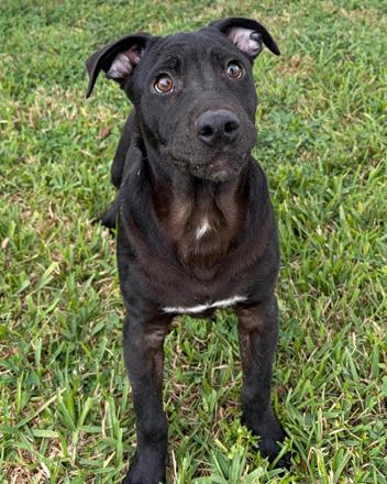 Enlarge Asher, a ADOPTABLE mixed breed in Inez, TX image 3/3