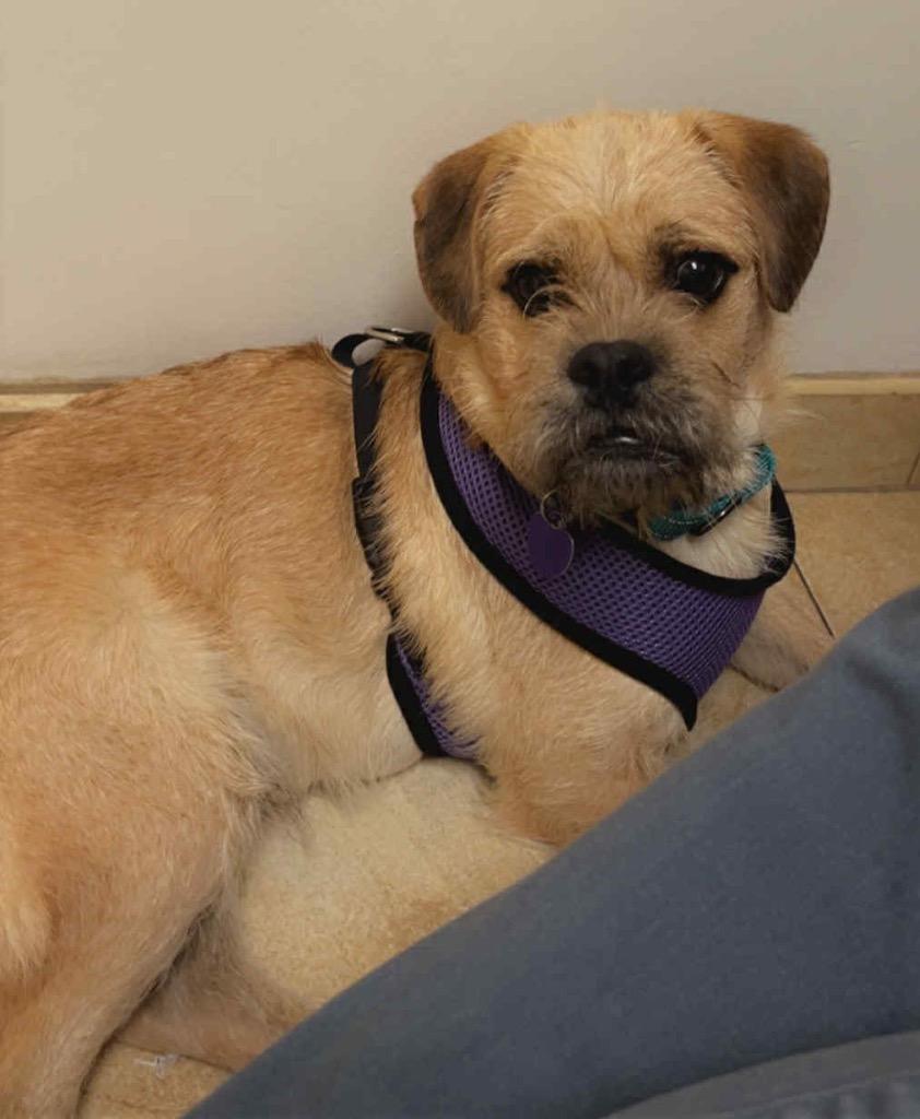 Peanut Butter, a Adoptable mixed breed in Lake Forest, CA image 1/2