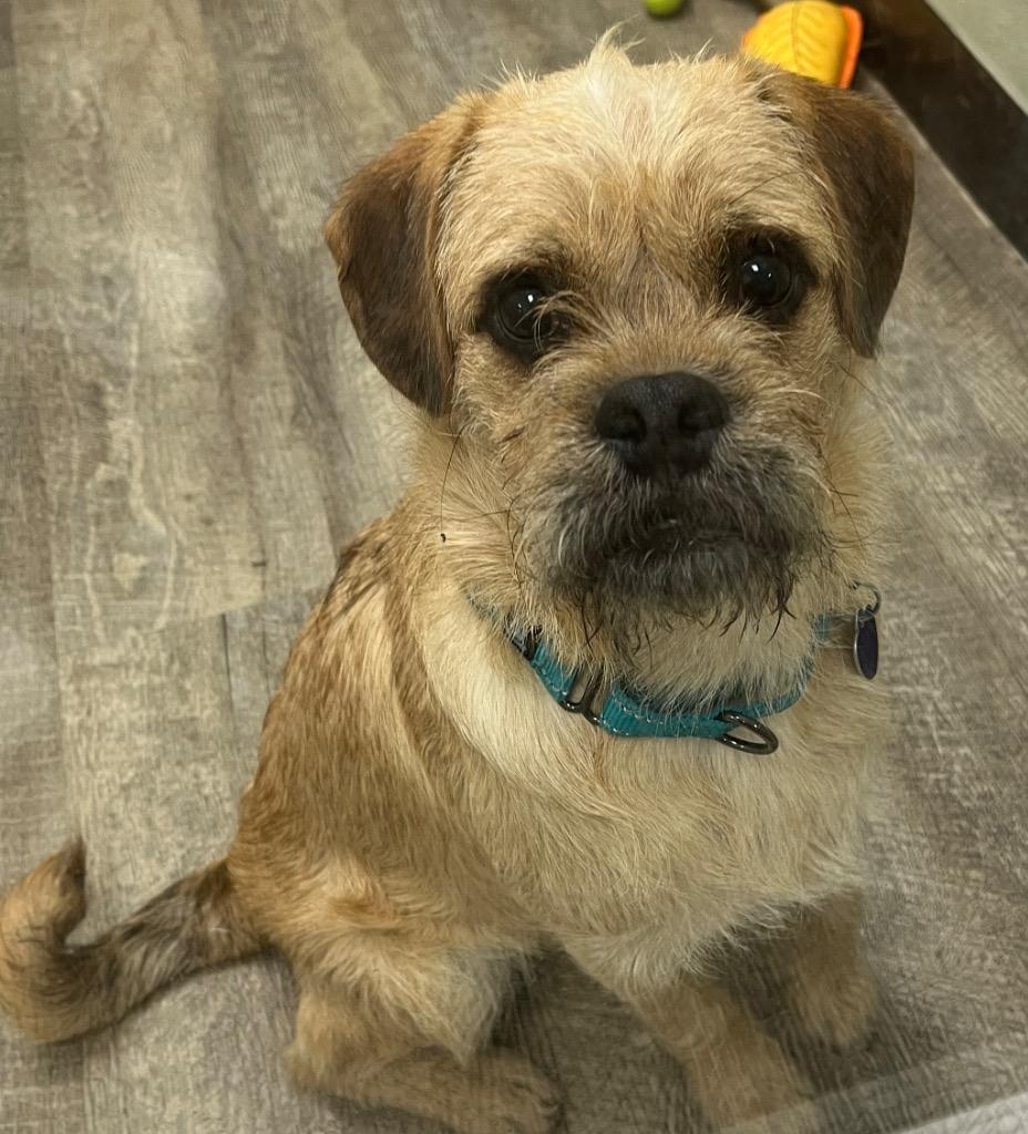 Peanut Butter, a Adoptable mixed breed in Lake Forest, CA image 2/2