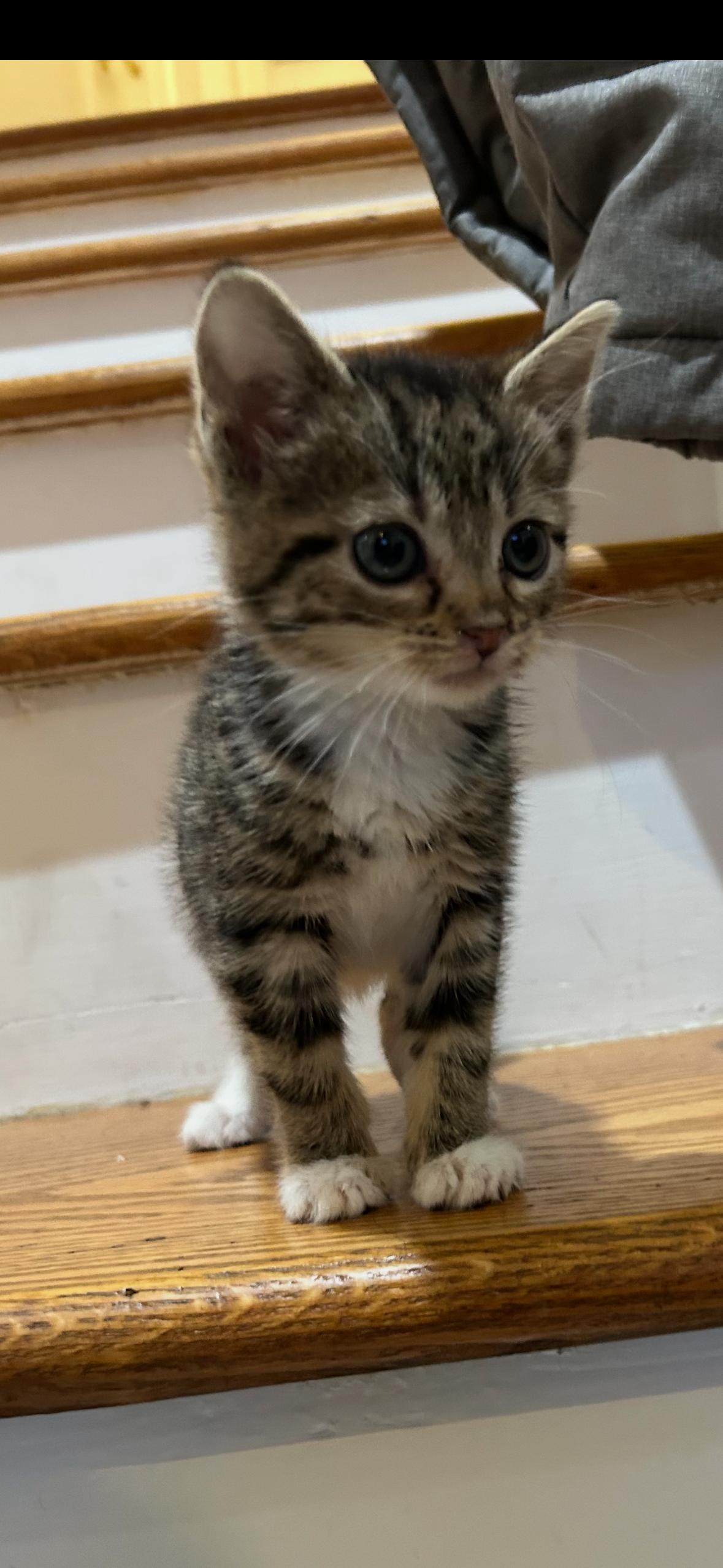 Enlarge Squeak, a ADOPTABLE Domestic Short Hair in Ardsley, NY image 3/3