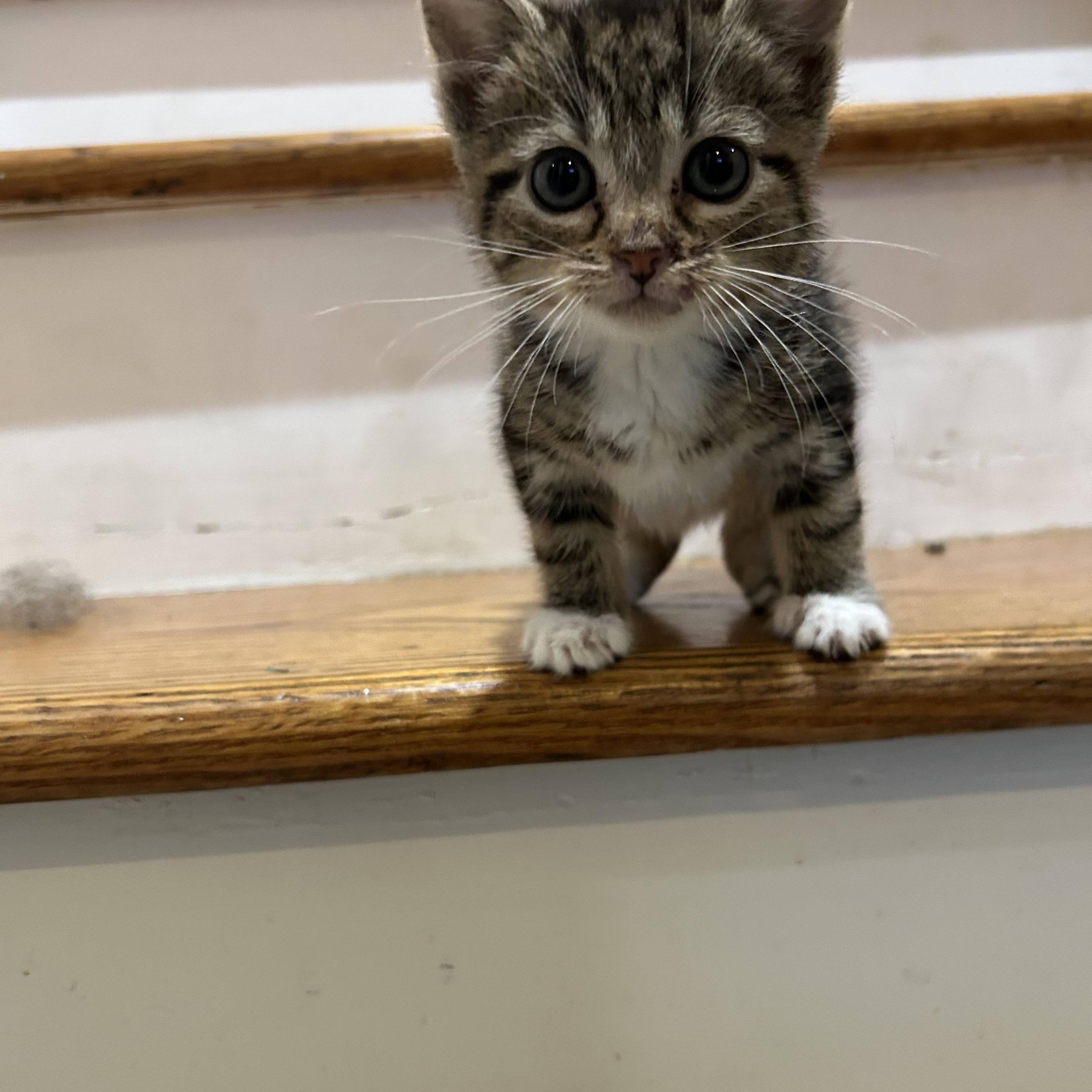 Squeak, ADOPTABLE, Kitten Male Domestic Short Hair.