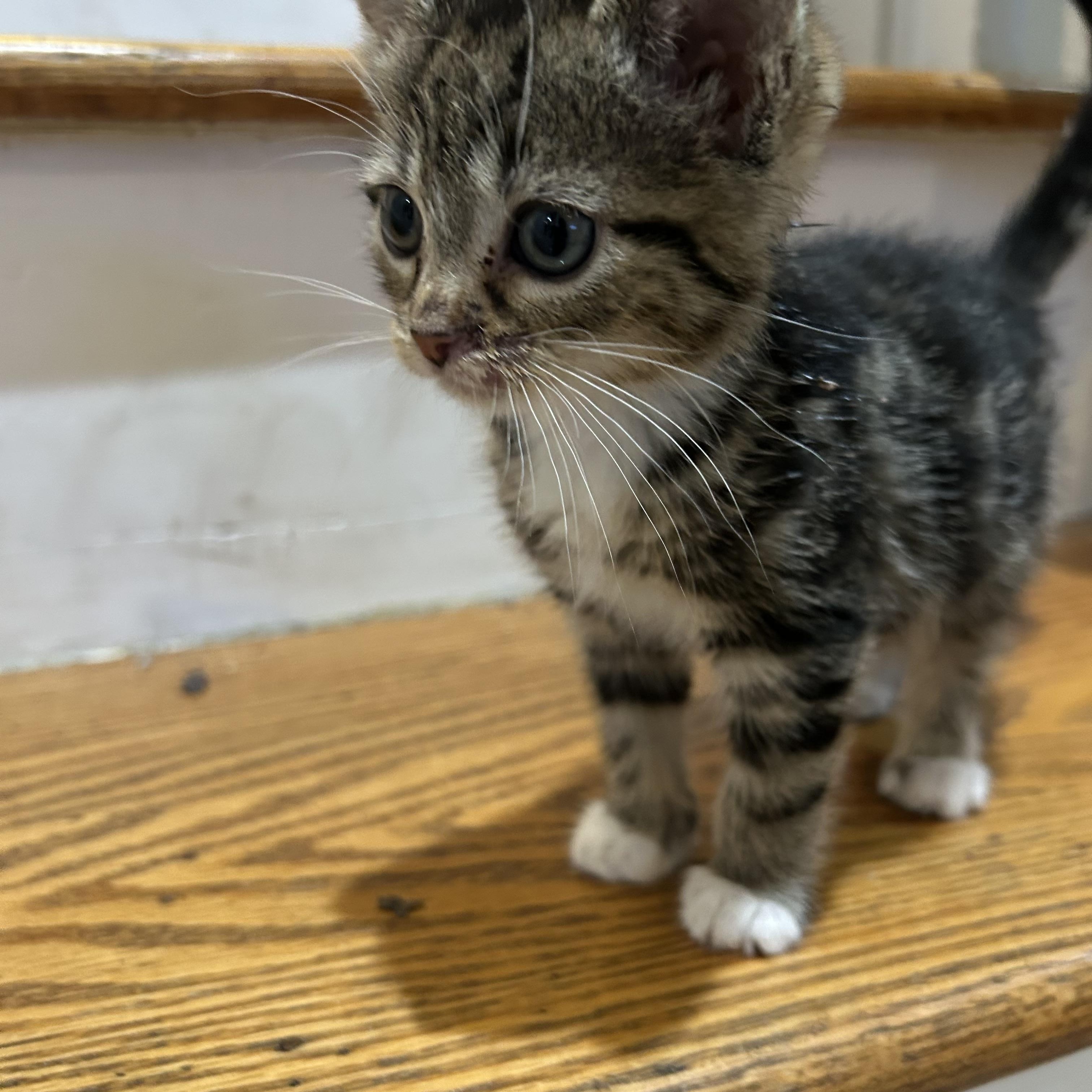 Enlarge Squeak, a ADOPTABLE Domestic Short Hair in Ardsley, NY image 2/3