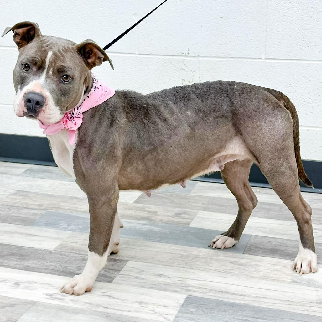 Meghan, a Adoptable Pit Bull Terrier in Lufkin, TX image 2/4